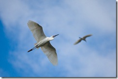 20101129_LL_1-8